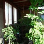 Dwarf Moringa trees need a large container for their taproot.