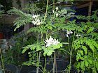 Dwarf Moringa Oleifera Trees