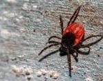 Chronic Lyme Disease from ticks and the aftermath of sickness.