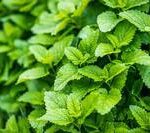 The advantages of herbs over antibiotics.