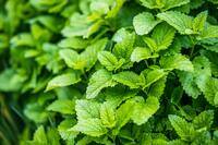 Lemon Balm for tea.