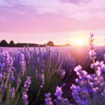 French lavender flowers field at sunset. Lavender has so many benefits for your health and personal care.