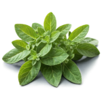 Oregano leaves are used to fight infections