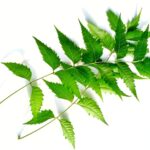 Amazing Neem properties for colds, flu, and infections.